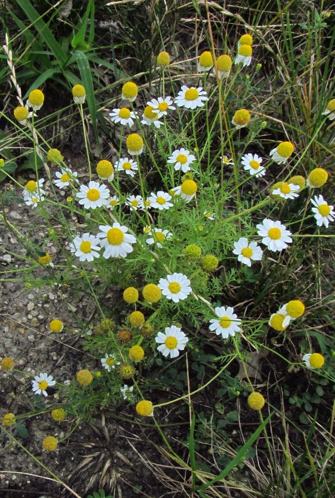 German chamomile close-up photo Germanchamomile4_zpst84vtzpy.jpg