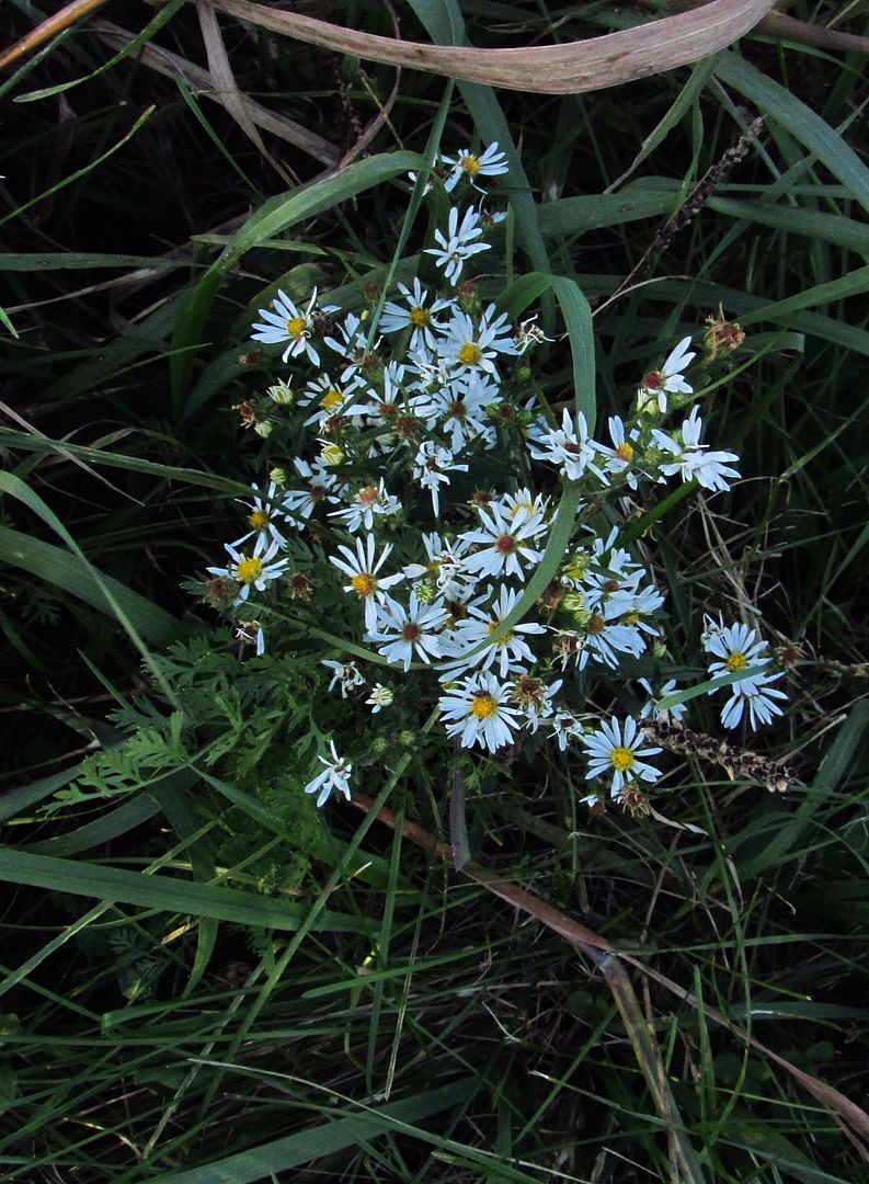 Heath aster 1 photo HeathAster1_zpsxwanlxzx.jpg