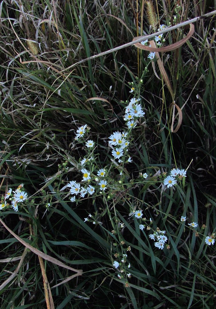 Heath aster 2 photo HeathAster2_zpsdakvhf6w.jpg