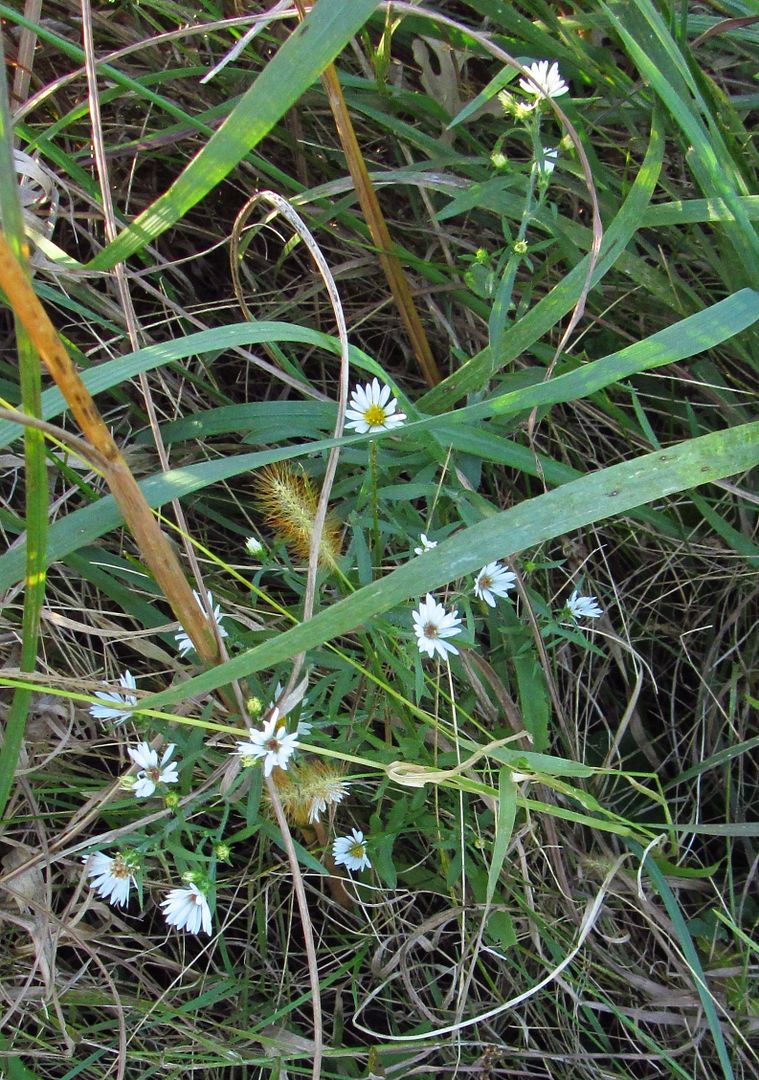 Heath aster 3 photo HeathAster3_zps7mi3qxuq.jpg