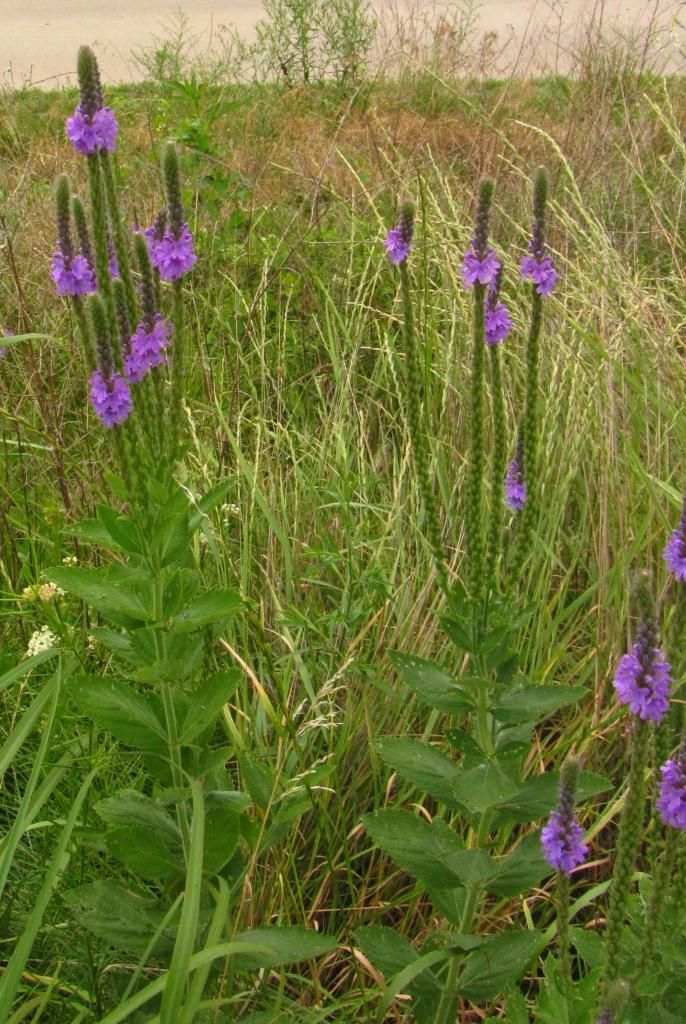 Hoary vervain photo Hoaryvervain1_zpsd52cd547.jpg