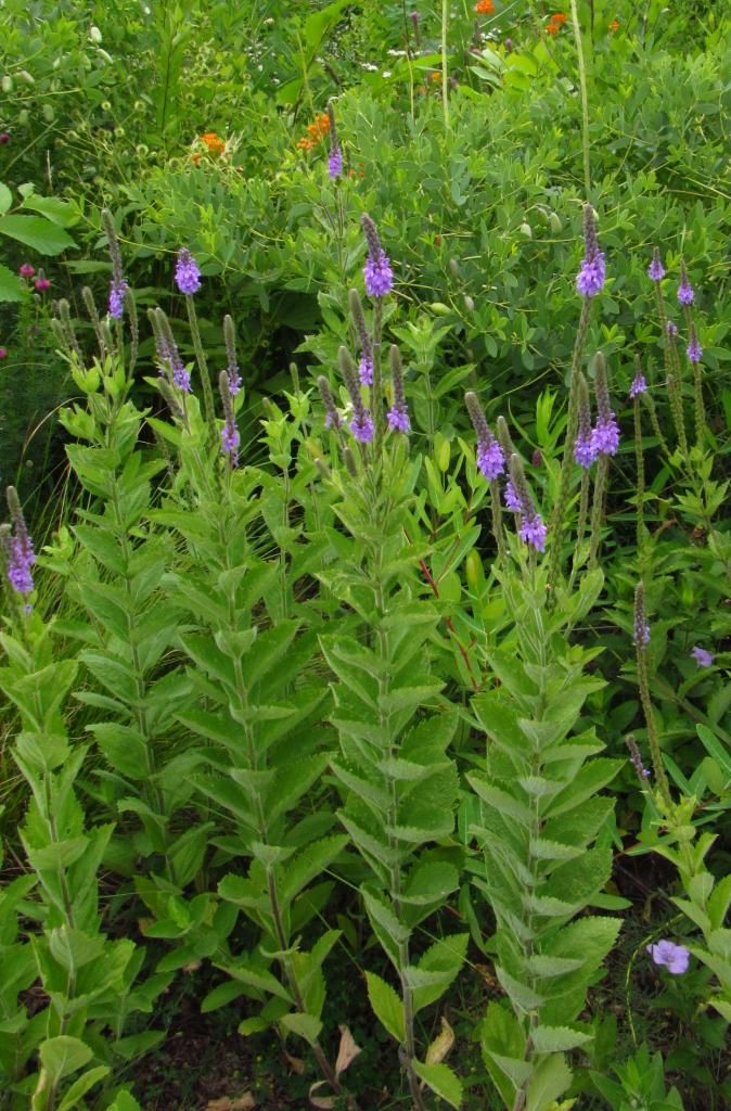 Hoary vervain and butterfly milkweed photo HoaryvervainButterflymilkweed_zps5b97a6c2.jpg