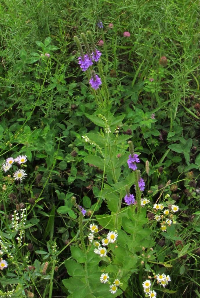 Hoary vervain with daisy fleabane photo HoaryvervainDaisyfleabane_zps59351b90.jpg