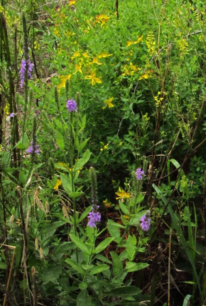 Hoary vervain with St. John's Wort photo HoaryvervainStJohnswort2_zps19c42ef8.jpg