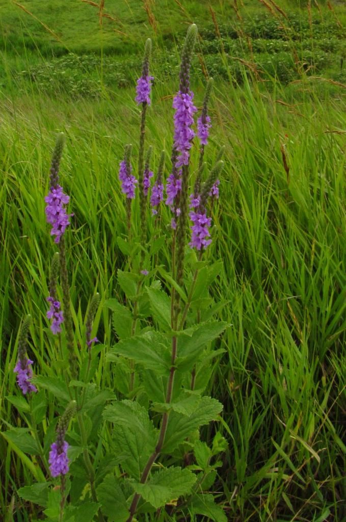 Hoary vervain close-up photo Hoaryvervainclose-up_zps4d4cb5ee.jpg