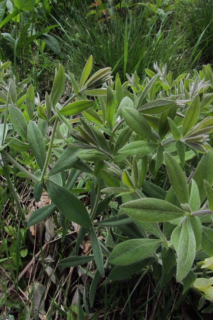 cream wild indigo foliage photo IMG_0135_zpsmxpqt39h.jpg