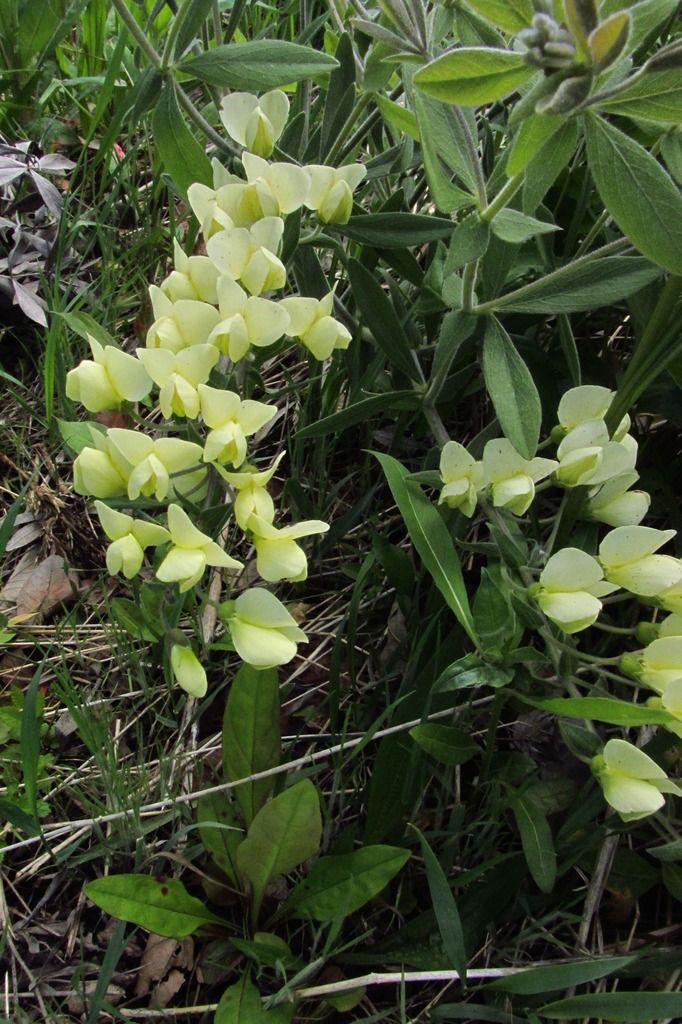 cream wild indigo flowers photo IMG_0137_zpstu2ul3rr.jpg