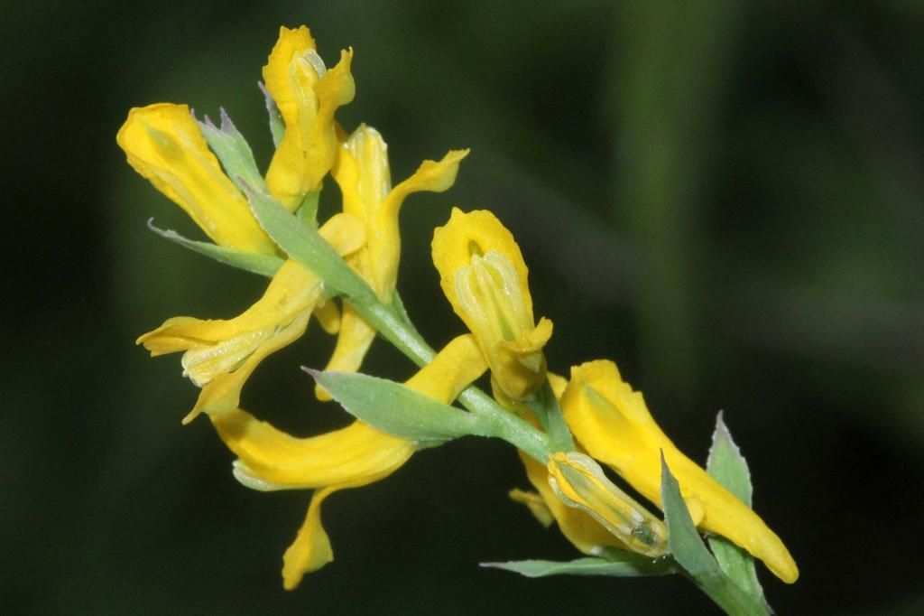 Golden Corydalis flowers 2 photo IMG_0249_edited-2_zps796d81c4.jpg