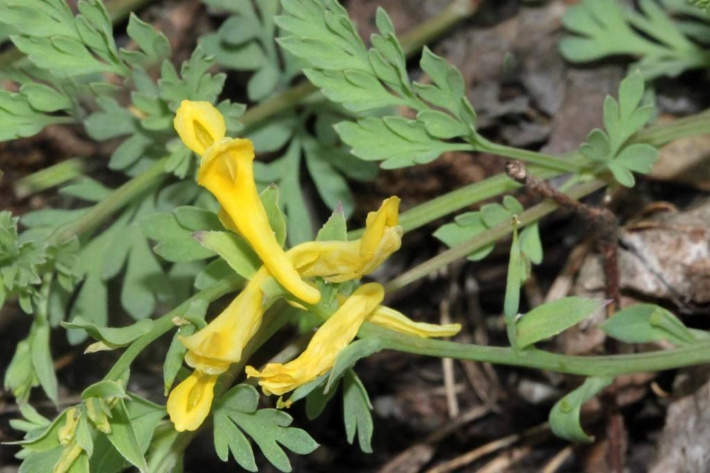 Golden Corydalis flowers 3 photo IMG_0265_edited-2_zpsd05898fa.jpg