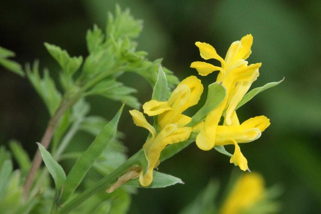 Golden Corydalis flowers photo IMG_0277_edited-2_zps8332a6d1.jpg