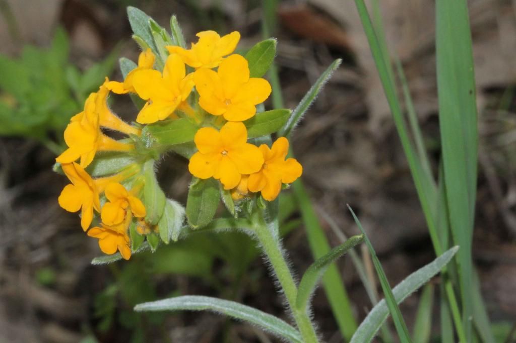 Hoary puccoon 2 photo IMG_0281_edited-2_zps3ed0c2fd.jpg