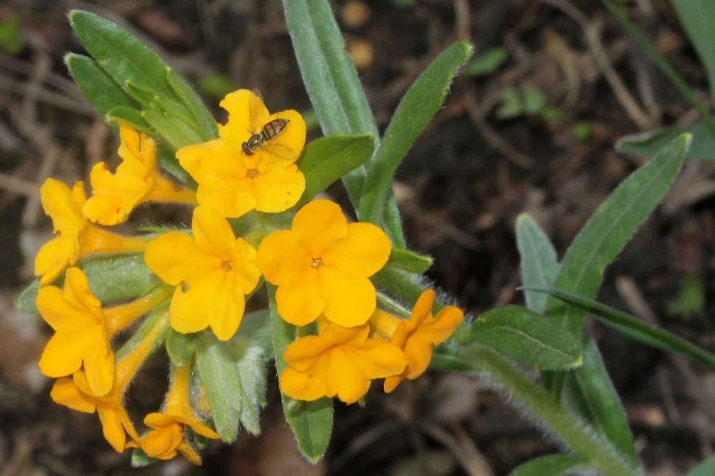 Hoary puccoon 1 photo IMG_0283_edited-2_zpscb093a7e.jpg