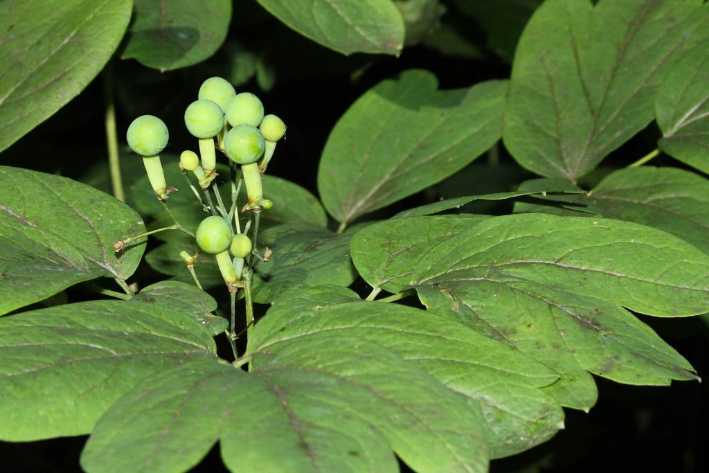 Blue cohosh fruits developing photo IMG_0587_edited-1_zpsu2q1cqak.jpg