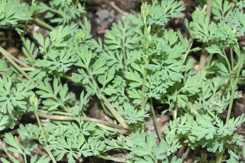 Golden Corydalis foliage photo IMG_0625_edited-2_zpsf2458f2c.jpg