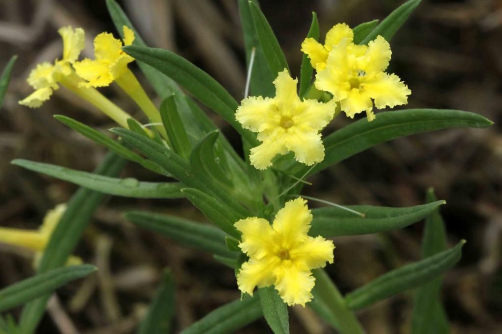 Fringed puccoon 1 photo IMG_0783_edited-2_zpsaa435fd5.jpg