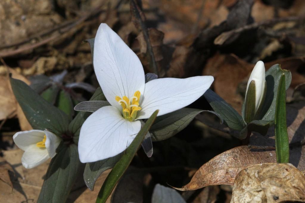 Snow trillium blooming photo IMG_1867_edited-2_zps0f778e27.jpg