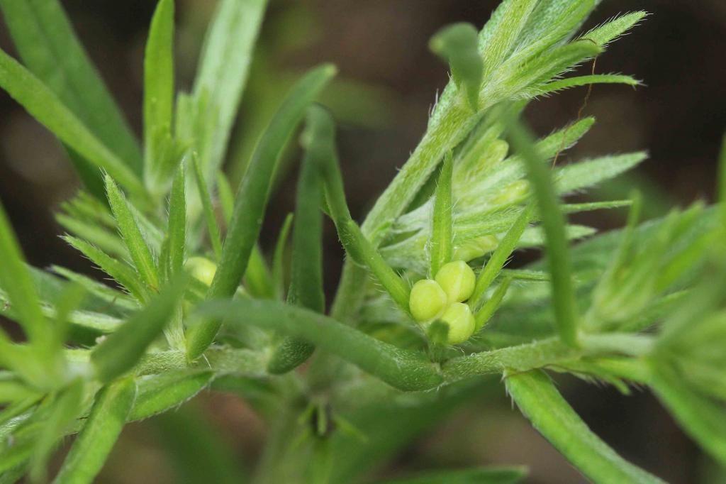 Fringed puccoon nutlets photo IMG_1899_edited-1_zpsd8a5f298.jpg