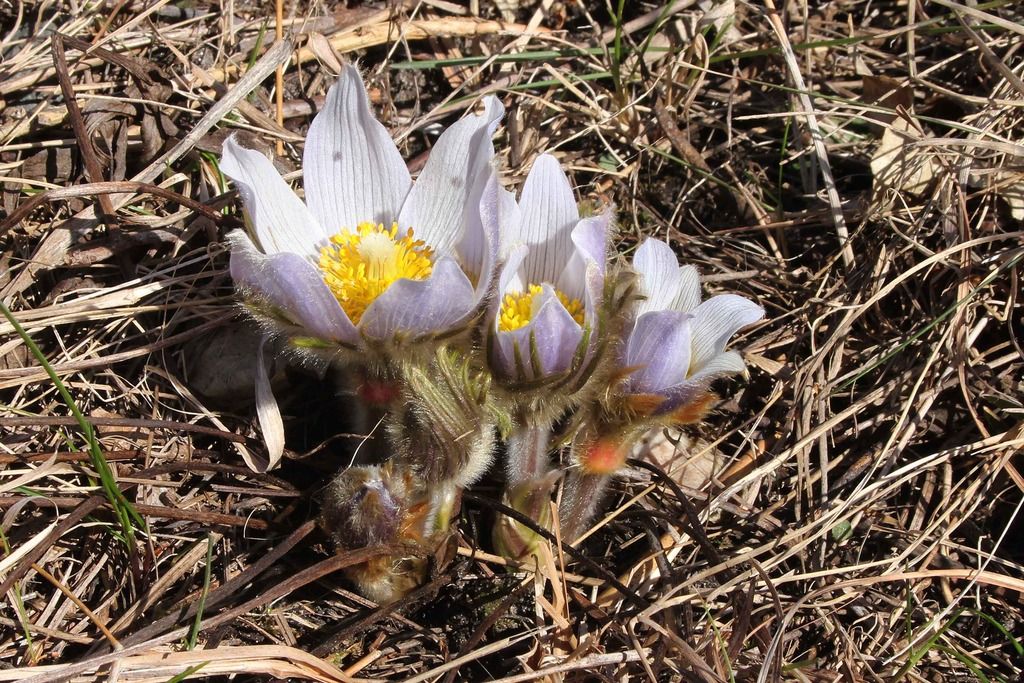 Pasque flowers 1 photo IMG_2282_edited-1_zpsjs7lv8r0.jpg