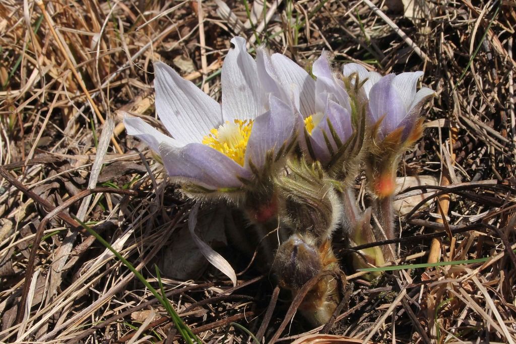 Pasque flowers 2 photo IMG_2298_edited-1_zpskpz763j2.jpg