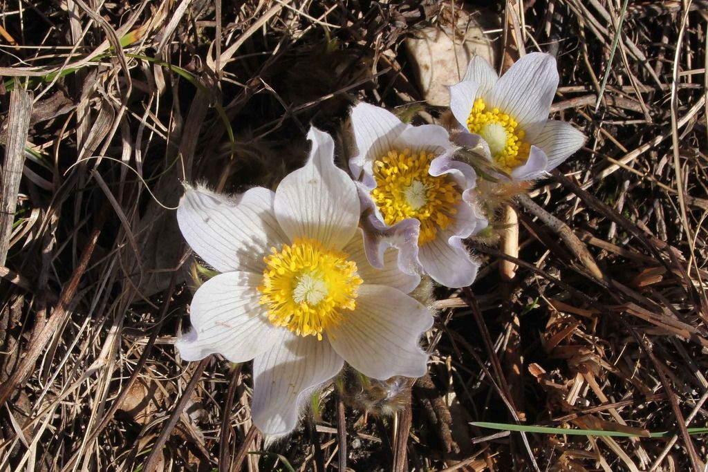 Pasque flowers 3 photo IMG_2299_edited-1_zpshdpdb735.jpg