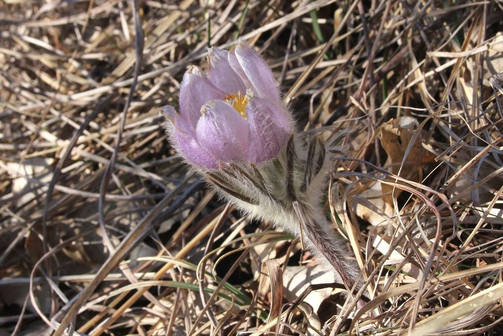 Pasque flowers 4 photo IMG_2301_edited-1_zpsuy1rejlc.jpg