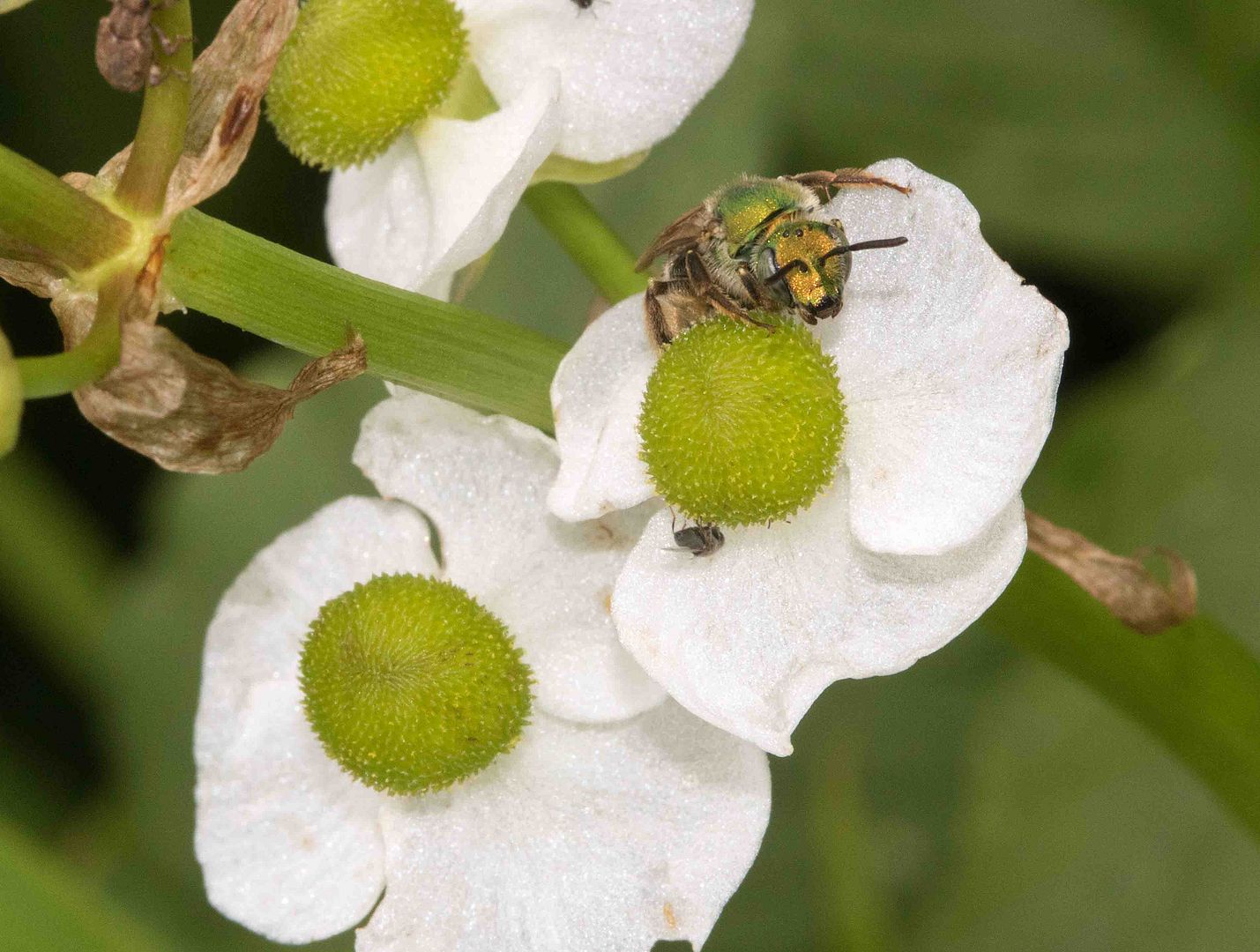 female Arrowhead flowers photo IMG_2677_edited-1_zpsnxxzbwv3.jpg