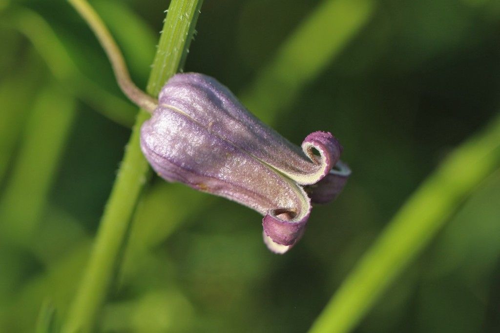 Lee Searles clematis pitcheri 3 photo IMG_2692 crop_zpstkgodj9e.jpg