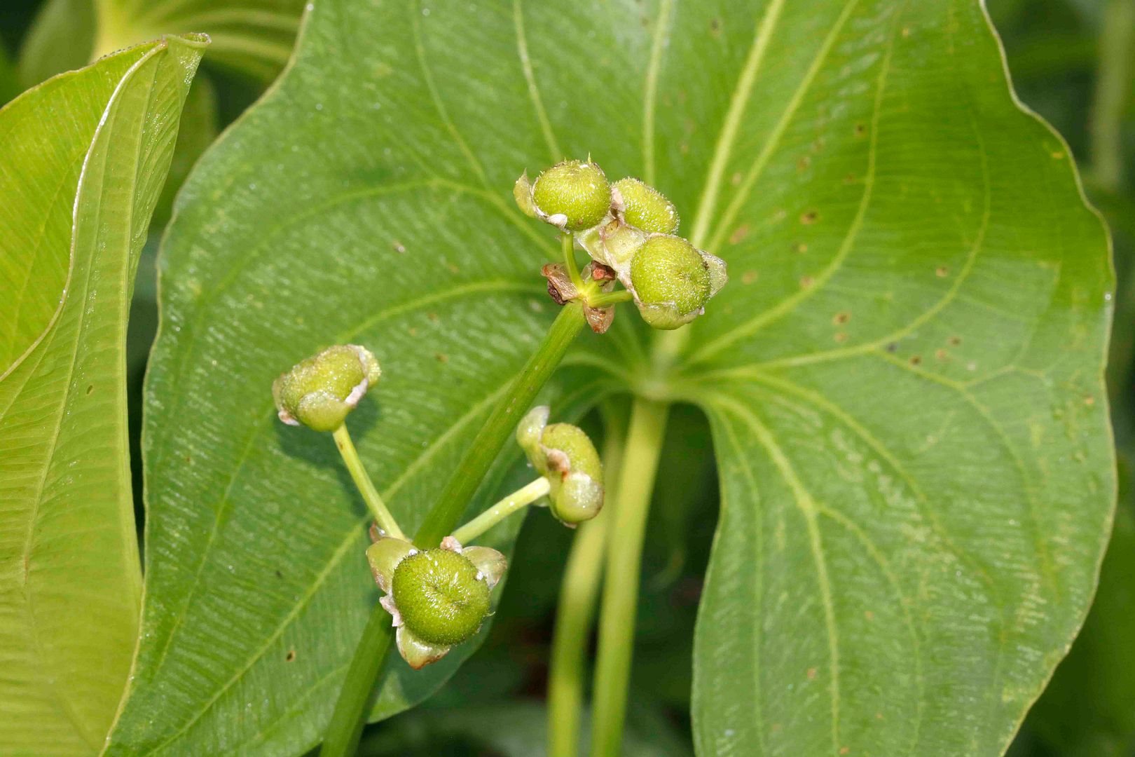 developing fruit of Arrowhead photo IMG_2745_edited-1_zpscrzjmms4.jpg