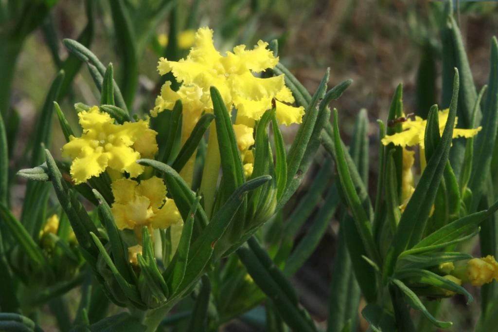 Fringed puccoon 2 photo IMG_2955_edited-1_zps8b93f36b.jpg