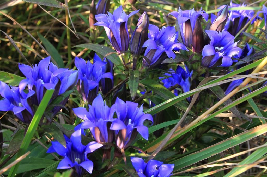 downy gentian cluster photo IMG_3368_edited-1_zps3b946af6.jpg