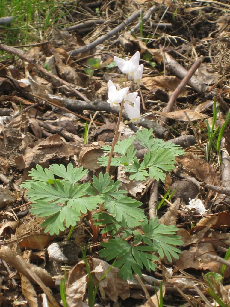 Dutchman's breeches