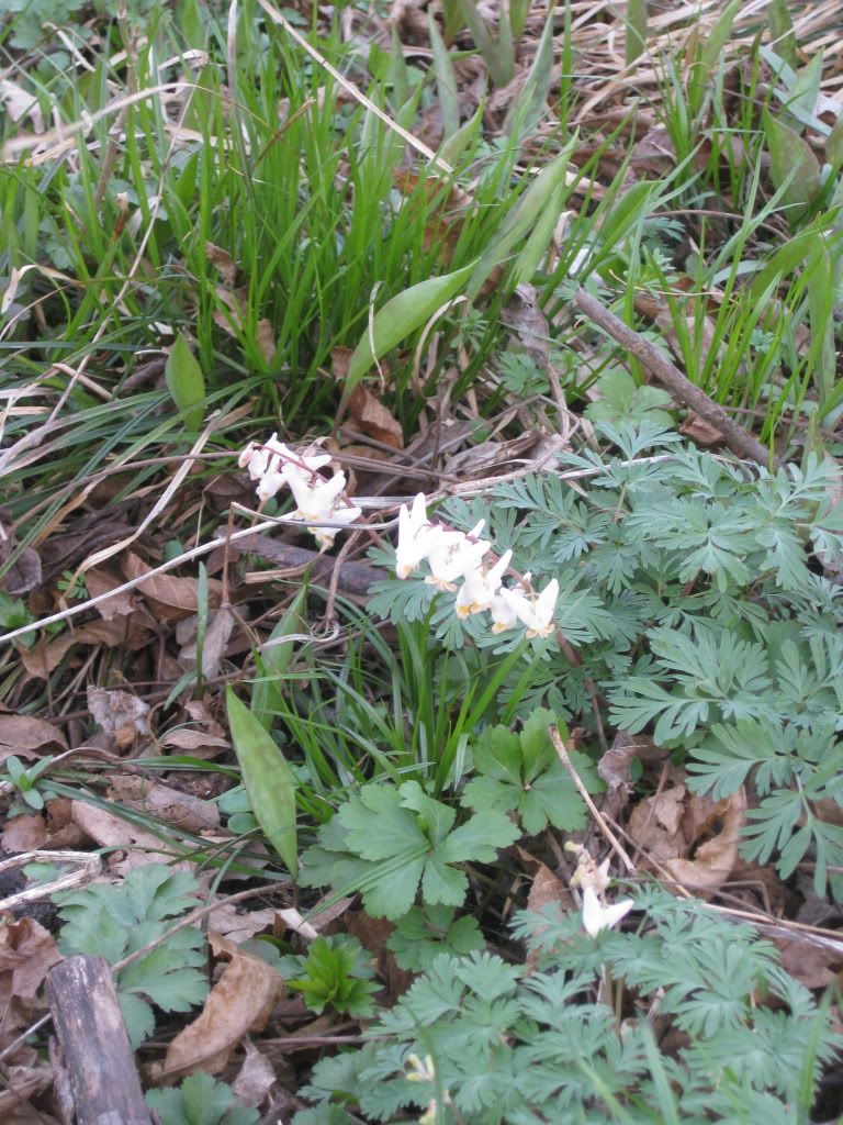 Dutchman's breeches