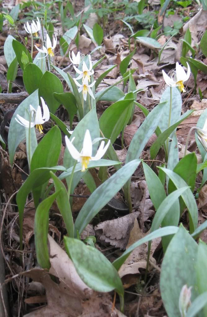 dogtooth violets, Group of dogtooth violets blooming in central Iowa, April 2012