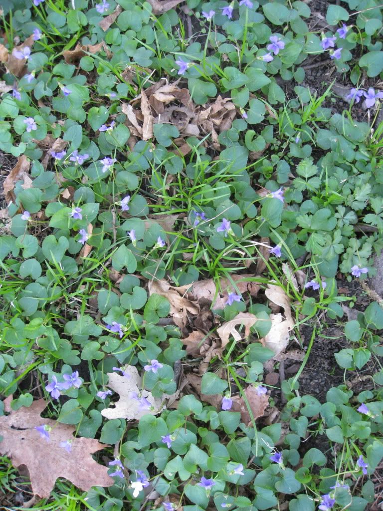 violets, patch of violets in central Iowa, April 2011