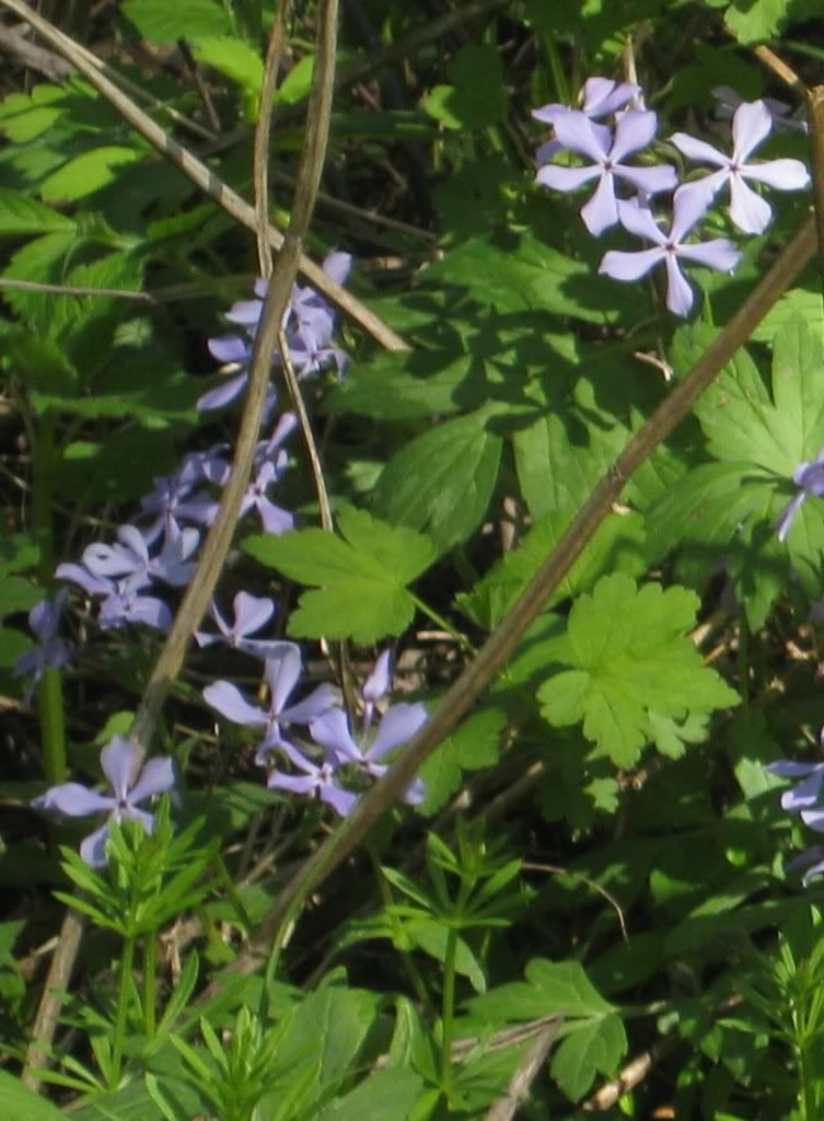 Sweet William (blue phlox)-2, Sweet William blooming in central Iowa, April 2012