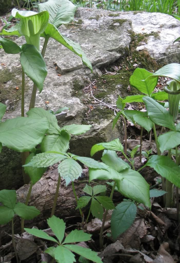 Jack-in-the-pulpits, Jack-in-the-pulpits blooming in central Iowa, April 2012