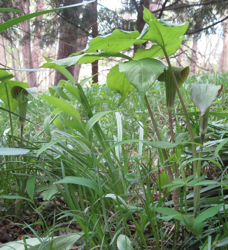 Jack-in-the-pulpits, Jack-in-the-pulpits blooming in central Iowa, April 2012