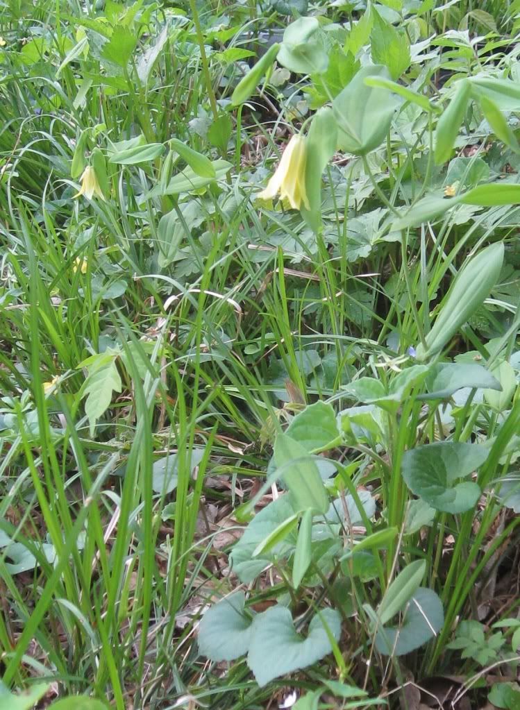 Bellwort, Large-flowered bellwort blooming in Iowa, April 2012