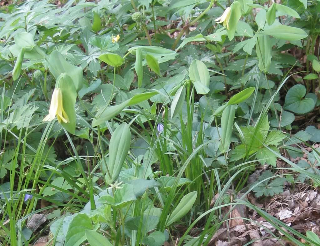 Bellwort, Bellwort blooming in Iowa in April 2012, with budding Virginia waterleaf in background