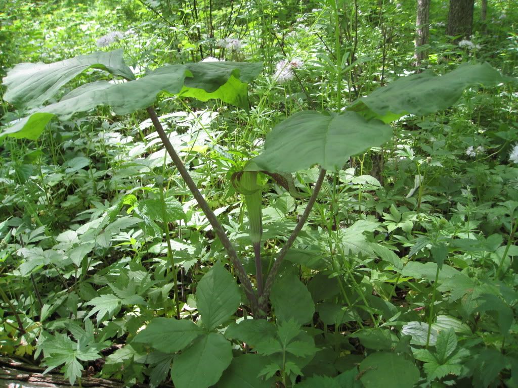 large jack-in-the-pulpit, Jack-in-the-pulpit blooming in central Iowa, May 2012
