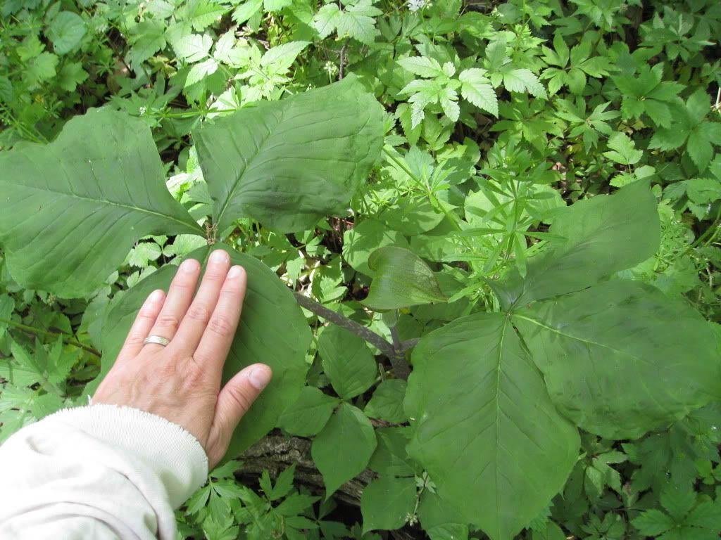 large jack-in-the-pulpit (2), Jack-in-the-pulpit blooming in Iowa, May 2012