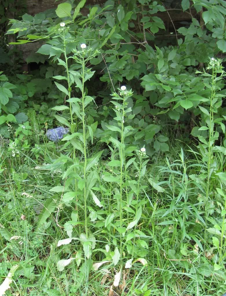 Daisy fleabane, Daisy fleabane blooming in central Iowa, May 2012