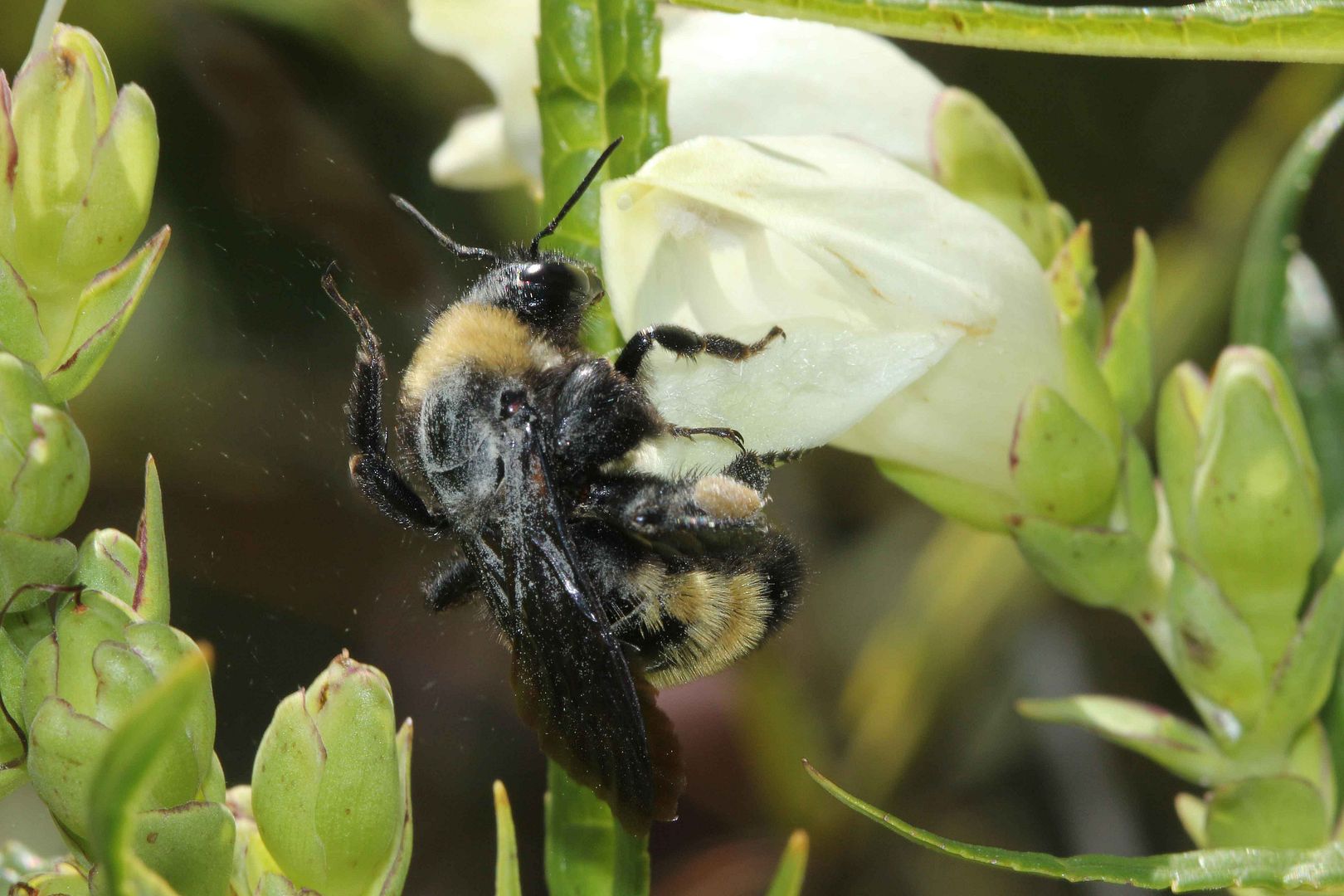 bumble bee emerging from turtle head flower photo IMG_5326_edited-2_zpsof1m9ual.jpg