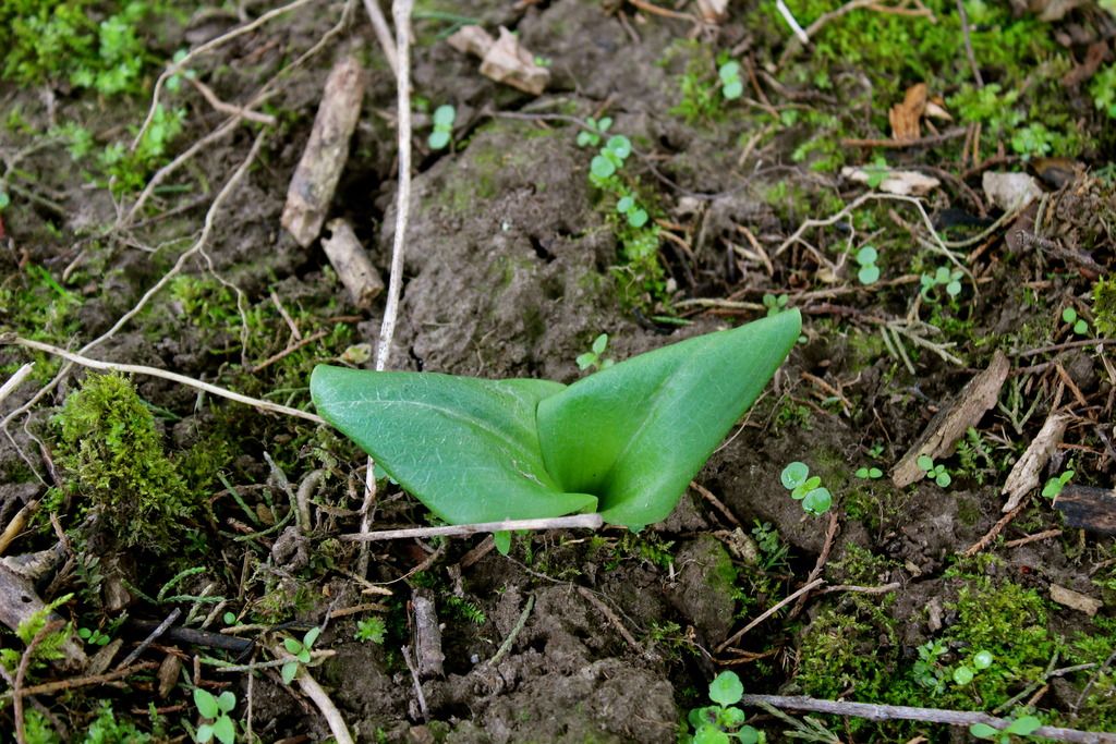 Marla Mertz showy orchis leaves photo IMG_5351_zpsg32g2jbo.jpg