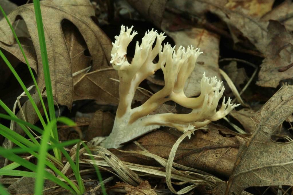 Coral Fungus species photo IMG_5486_edited-1_zpsf729dd60.jpg