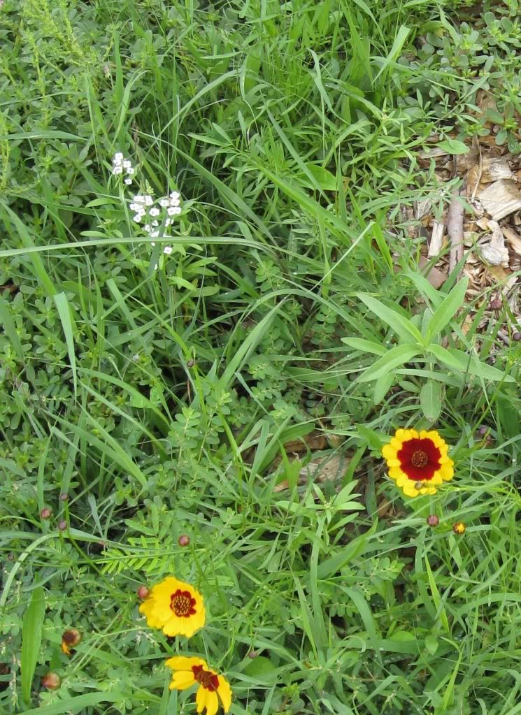 Coreopsis with small white flowers, Plains coreopsis with unidentified white flower blooming in central Iowa, August 2012