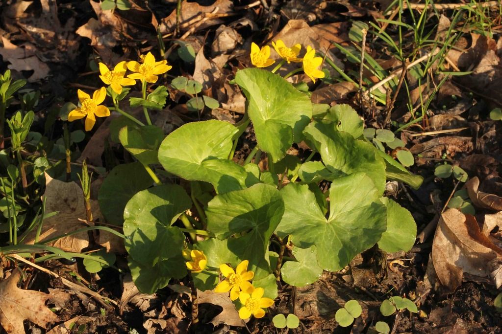 Marsh marigold 1 photo IMG_6830_edited-1_zpsdhn9lrap.jpg