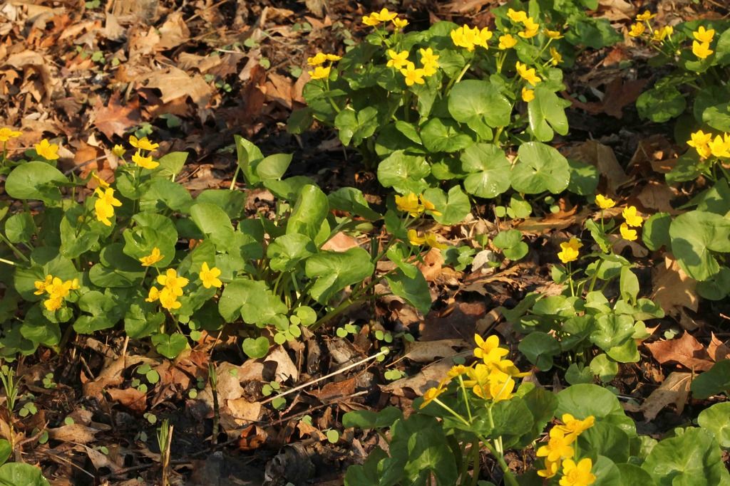 Marsh marigold 2 photo IMG_6832_edited-1_zpsll9djuql.jpg