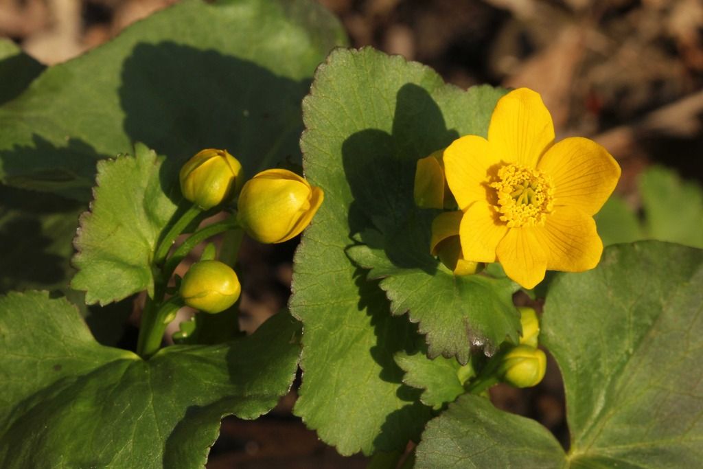 Marsh marigold 4 photo IMG_6883_edited-1_zpsai9hypue.jpg