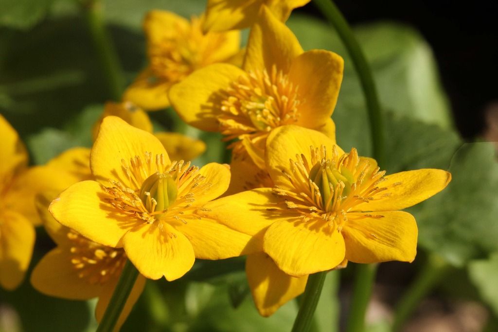 Marsh marigold 5 photo IMG_7033_edited-1_zpstn7jtuqf.jpg